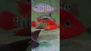 Roter Ecuadorbuntbarsch  Mesoheros „Cichlasoma“ festae  Red Terrorcichlid  Aquarium [upl. by Amilah]