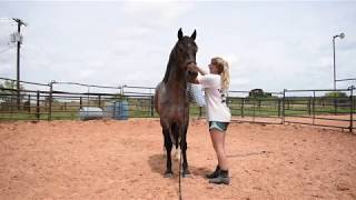 Training Mustang Jude  First Saddling [upl. by Ttenaj865]