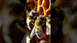 Alien Bees AI Creates the Weirdest Hive Ever [upl. by Kerin441]