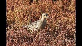 Buffbreasted Sandpiper Frampton Marsh RSPB Lincolnshire 41023 [upl. by Nylrats30]