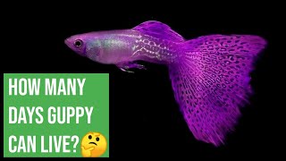 How Many days a guppy LIVE Guppy lifespan  Which guppy Live long Male or Female [upl. by Nirac]