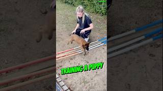 Training Belgian Malinois belgianmalinois pets dogtraining puppy belgianmalinios workingdog [upl. by Bullis]