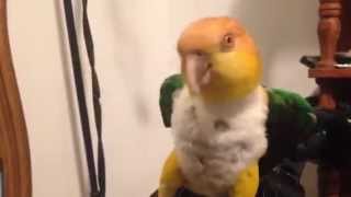 Darla the dancing Caique [upl. by Yxel]