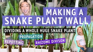 Making A Snake Plant Wall  Dividing amp Repotting A Huge Snake Plant [upl. by Ydorb630]