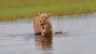 LEONA AYUDA A CRUZAR EN EL AGUA A SUS CACHORROS [upl. by Gordie]