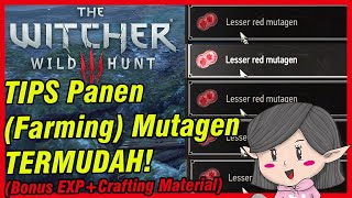 Witcher 3 Indonesia  TIPS Panen Mutagen TerMUDAH Bonus Exp dan Barang Crafting [upl. by Ecirtael]