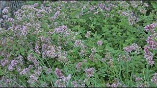 Origanum vulgare  Oregano [upl. by Anatnom]