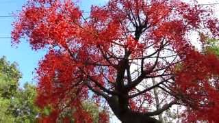 Illawarra Flame Tree Flowers  Brachychiton acerifolius  inflorit primavara HD 01 [upl. by Gnilrets506]