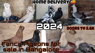 Fancy Pigeons for sale in Bangalore 2024 👉9901902601 [upl. by Faires]