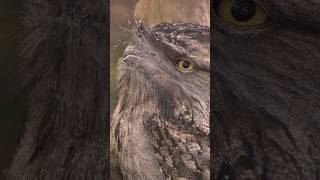 Discover the unique frogmouth bird [upl. by Hendrika]