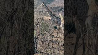 Pilanesberg national park safaribig5 South Africa wildlife16112024 [upl. by Lavena]