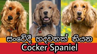 Cocker Spaniel ගැන සිංහලෙන්  About Cocker Spaniel Dogs  Awata [upl. by Freudberg]