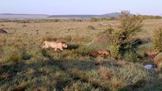 Hyena members run when they hear a male lion approaching but one hyena didnt hear [upl. by Us357]