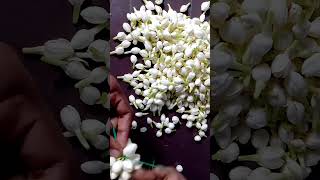 Malli poo malai kattuvathuu eppadijasmine flower making video [upl. by Kondon]