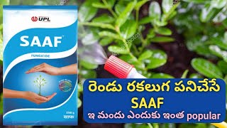 Saaf fungicide గురించి పుర్తి వివరలు  Saaf dose price Carbendazim  mancozeb [upl. by Wrightson205]