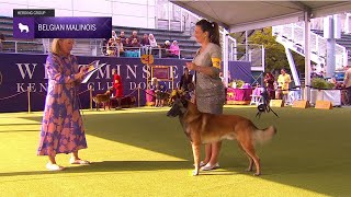 Belgian Malinois  Breed Judging 2024 [upl. by Arriaet846]