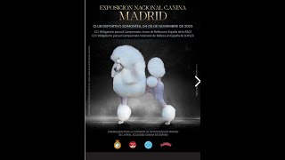 Exposicion Canina MADRID [upl. by Adamo216]