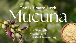 The Growing Buzz around Mucuna What makes this Ancient Herb so Special [upl. by Ardnohs]