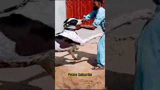 playtime with the beast  bulldog  bully kutta  pitbull shorts viral trending [upl. by Lhadnek]