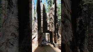 Came across this GIANT old tree in Yosemite National Park shorts yosemite trending [upl. by Balthasar274]