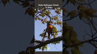 Baltimore Oriole Singing by the River [upl. by Hairehcaz200]