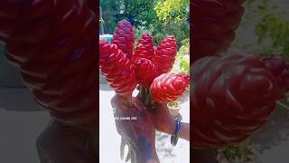 Shampoo ginger Lilly youtubeshorts beautyhacks malayalam [upl. by Cruce780]