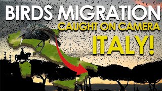 Italys Bird Migration A Breathtaking Natural Phenomenon CAUGHT ON CAMERA [upl. by Tiffie]