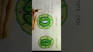 Learn the parts of open and closed stomata stomata class10lifescience lifeprocesses examprep [upl. by Nonnag]