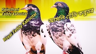 Beautiful Teddy Pigeon  Royal Teddy Kabootar  আসলি টেডি কবুতর sopipigeon5644 [upl. by Sharman]