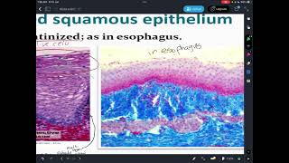 Histology  practical 1 epithelial tissue amp glandular part3 [upl. by Assele]