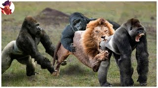 Gorilas Y Chimpancés Luchando Entre Sí Y Contra Otros Animales [upl. by Noeht]