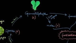 Pteridophytes  Plant Kingdom  Biology  Khan Academy [upl. by Arinaid987]