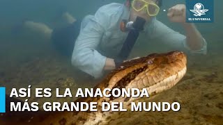 Captan a la anaconda más grande del mundo en la selva amazónica [upl. by Duarte]