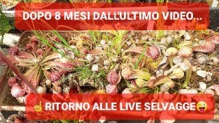 💥👉TORNIAMO ALLE NOSTRE LIVE 8 MESI DOPO LULTIMO VIDEO DEDICATA AI NUOVI ISCRITTI SONO QUI PER VOI [upl. by Sibell90]