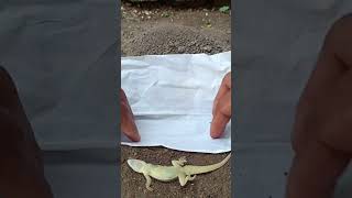 A funeral procession a lizard house🦎🥀lizard wildlife shorts viralvideo [upl. by Lovering]