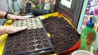 Starting Begonias from Seed [upl. by Gilliette]