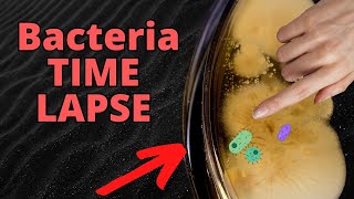 WASHED vs DIRTY Hands Bacteria TIMELAPSE FRIGHTENING [upl. by Ferdinand]