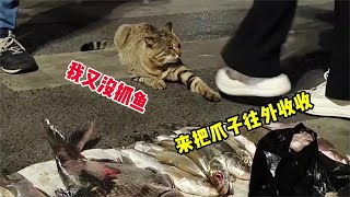 【笑亿天】猫：我就舔舔爪子，我又不偷鱼 [upl. by Dnaltruoc124]