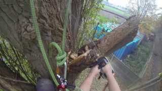 Arborist Removing a snaped hanger from a poplar Madestone Lockjack TampR Trees [upl. by Neit]