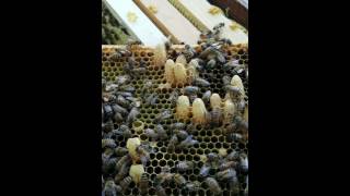 How long does it take bees to cap a new queen cell [upl. by Casimire]