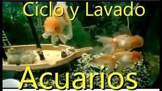 Para Principiantes en Acuarios Ciclado y Lavado del Acuario [upl. by Donovan928]