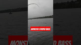 Striped bass fishing 2024 stripedbass stripedbassfishing fishingvideo fishing miramichi bass [upl. by Cinomod600]