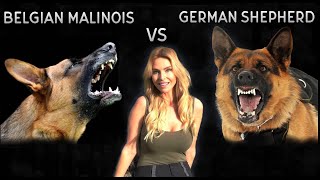 BELGIAN MALINOIS VS GERMAN SHEPHERD DOG  WHO IS KING [upl. by Eeimaj]