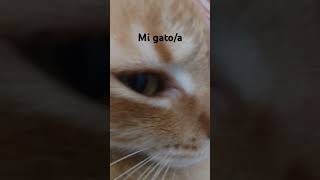 mi gatita princesa 😂 [upl. by Marabelle]