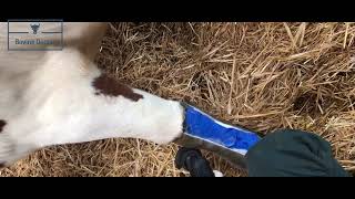 Matacarpal fracture in a cow cast removal BovineDoctor [upl. by Latoya432]