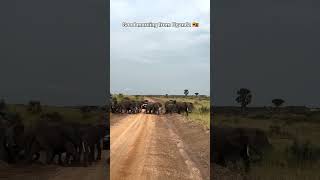 Wildlife Safaris Uganda  Elephants [upl. by Knarf792]