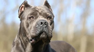 Cane Corso [upl. by Xad]