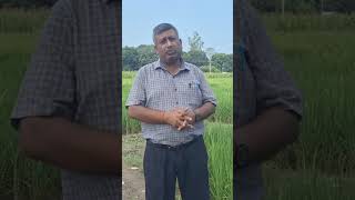 एजेटोवैक्टर Azotobacter जैव उर्वरक किस फसल में प्रयोग करते हैं shortsvideo agriculture  farming [upl. by Infeld]