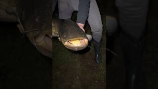 Grote meerval gevangen 😳 rivercrew meerval meervalvissen catfish fishing fishingvideo [upl. by Nebe645]