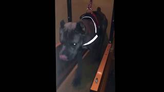 Cane Corso training on Firepaw Dog Treadmill [upl. by Eidob949]